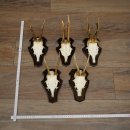 Cuernos de corzo, 6 piezas, corzos machos, corzo macho, cuernos de corzo, juego sobre placas de trofeo 21.475