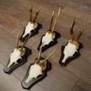 Cuernos de corzo, 6 piezas, corzos machos, corzo macho, cuernos de corzo, juego sobre placas de trofeo 21.475