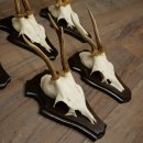 Cuernos de corzo, 6 piezas, corzos machos, corzo macho, cuernos de corzo, juego sobre placas de trofeo 21.475