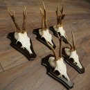 Cuernos de corzo, 6 piezas, corzos machos, corzo macho, cuernos de corzo, juego sobre placas de trofeo 21.475