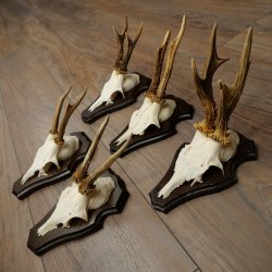 Cuernos de corzo, 6 piezas, corzos machos, corzo macho, cuernos de corzo, juego sobre placas de trofeo 21.475