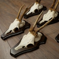 Cuernos de corzo, 6 piezas, corzos machos, corzo macho, cuernos de corzo, juego sobre placas de trofeo 21.475