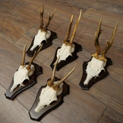 Cuernos de corzo, 6 piezas, corzos machos, corzo macho, cuernos de corzo, juego sobre placas de trofeo 21.475