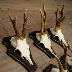 Cuernos de corzo, 6 piezas, corzos machos, corzo macho, cuernos de corzo, juego sobre placas de trofeo 21.475