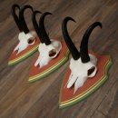 Cuernos de gamuza, 3 piezas, macho de gamuza SL 21,4 cm, cuernos de gamuza sobre placa de trofeo de MADERA DE PINO CIBELO 47.278