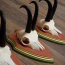 Cuernos de gamuza, 3 piezas, macho de gamuza SL 21,4 cm, cuernos de gamuza sobre placa de trofeo de MADERA DE PINO CIBELO 47.278