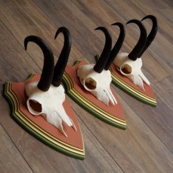 Cuernos de gamuza, 3 piezas, macho de gamuza SL 21,4 cm, cuernos de gamuza sobre placa de trofeo de MADERA DE PINO CIBELO 47.278