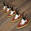 Cuernos de gamuza, 3 piezas, macho de gamuza SL 21,4 cm, cuernos de gamuza sobre placa de trofeo de MADERA DE PINO CIBELO 47.278