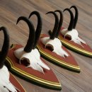 Cuernos de gamuza, 3 piezas, macho de gamuza SL 21,4 cm, cuernos de gamuza sobre placa de trofeo de MADERA DE PINO CIBELO 47.278