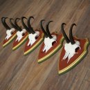 Cuernos de gamuza, 3 piezas, macho de gamuza SL 21,4 cm, cuernos de gamuza sobre placa de trofeo de MADERA DE PINO CIBELO 47.278