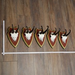 Cuernos de gamuza, 3 piezas, macho de gamuza SL 21,4 cm, cuernos de gamuza sobre placa de trofeo de MADERA DE PINO CIBELO 47.278