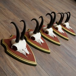 Cuernos de gamuza, 3 piezas, macho de gamuza SL 21,4 cm, cuernos de gamuza sobre placa de trofeo de MADERA DE PINO CIBELO 47.278