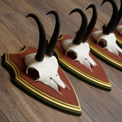 Cuernos de gamuza, 3 piezas, macho de gamuza SL 21,4 cm, cuernos de gamuza sobre placa de trofeo de MADERA DE PINO CIBELO 47.278