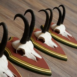 Cuernos de gamuza, 3 piezas, macho de gamuza SL 21,4 cm, cuernos de gamuza sobre placa de trofeo de MADERA DE PINO CIBELO 47.278