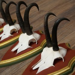 Cuernos de gamuza, 3 piezas, macho de gamuza SL 21,4 cm, cuernos de gamuza sobre placa de trofeo de MADERA DE PINO CIBELO 47.278