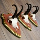 Cuernos de gamuza, 3 piezas, macho de gamuza SL 21,4 cm, cuernos de gamuza sobre placa de trofeo de MADERA DE PINO CIBELO 47.278