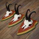 Cuernos de gamuza, 3 piezas, macho de gamuza SL 21,4 cm, cuernos de gamuza sobre placa de trofeo de MADERA DE PINO CIBELO 47.278