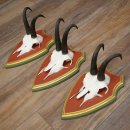 Cuernos de gamuza, 3 piezas, macho de gamuza SL 21,4 cm, cuernos de gamuza sobre placa de trofeo de MADERA DE PINO CIBELO 47.278