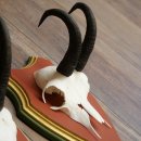 Cuernos de gamuza, 3 piezas, macho de gamuza SL 21,4 cm, cuernos de gamuza sobre placa de trofeo de MADERA DE PINO CIBELO 47.278