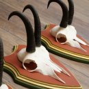 Cuernos de gamuza, 3 piezas, macho de gamuza SL 21,4 cm, cuernos de gamuza sobre placa de trofeo de MADERA DE PINO CIBELO 47.278