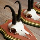 Cuernos de gamuza, 3 piezas, macho de gamuza SL 21,4 cm, cuernos de gamuza sobre placa de trofeo de MADERA DE PINO CIBELO 47.278