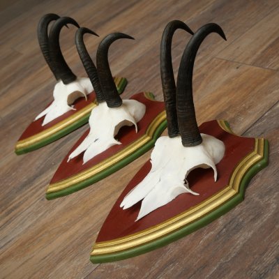 Cuernos de gamuza, 3 piezas, macho de gamuza SL 21,4 cm, cuernos de gamuza sobre placa de trofeo de MADERA DE PINO CIBELO 47.278