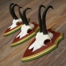 Cuernos de gamuza, 3 piezas, macho de gamuza SL 21,4 cm, cuernos de gamuza sobre placa de trofeo de MADERA DE PINO CIBELO 47.278