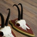 Cuernos de gamuza, 3 piezas, macho de gamuza SL 21,4 cm, cuernos de gamuza sobre placa de trofeo de MADERA DE PINO CIBELO 47.278