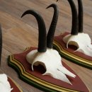 Cuernos de gamuza, 3 piezas, macho de gamuza SL 21,4 cm, cuernos de gamuza sobre placa de trofeo de MADERA DE PINO CIBELO 47.278