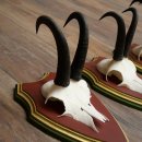 Cuernos de gamuza, 3 piezas, macho de gamuza SL 21,4 cm, cuernos de gamuza sobre placa de trofeo de MADERA DE PINO CIBELO 47.278