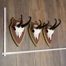 Cuernos de gamuza, 3 piezas, macho de gamuza SL 21,4 cm, cuernos de gamuza sobre placa de trofeo de MADERA DE PINO CIBELO 47.278