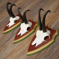 Cuernos de gamuza, 3 piezas, macho de gamuza SL 21,4 cm, cuernos de gamuza sobre placa de trofeo de MADERA DE PINO CIBELO 47.278