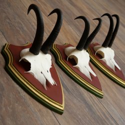 Cuernos de gamuza, 3 piezas, macho de gamuza SL 21,4 cm, cuernos de gamuza sobre placa de trofeo de MADERA DE PINO CIBELO 47.278