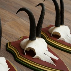 Cuernos de gamuza, 3 piezas, macho de gamuza SL 21,4 cm, cuernos de gamuza sobre placa de trofeo de MADERA DE PINO CIBELO 47.278