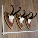 Cuernos de gamuza, 3 piezas, macho de gamuza SL 21,4 cm, cuernos de gamuza sobre placa de trofeo de MADERA DE PINO CIBELO 47.278