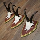 Cuernos de gamuza, 3 piezas, macho de gamuza SL 21,4 cm, cuernos de gamuza sobre placa de trofeo de MADERA DE PINO CIBELO 47.278