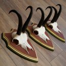 Cuernos de gamuza, 3 piezas, macho de gamuza SL 21,4 cm, cuernos de gamuza sobre placa de trofeo de MADERA DE PINO CIBELO 47.278