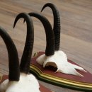 Cuernos de gamuza, 3 piezas, macho de gamuza SL 21,4 cm, cuernos de gamuza sobre placa de trofeo de MADERA DE PINO CIBELO 47.278