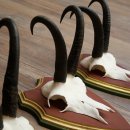 Cuernos de gamuza, 3 piezas, macho de gamuza SL 21,4 cm, cuernos de gamuza sobre placa de trofeo de MADERA DE PINO CIBELO 47.278