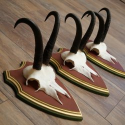 Cuernos de gamuza, 3 piezas, macho de gamuza SL 21,4 cm, cuernos de gamuza sobre placa de trofeo de MADERA DE PINO CIBELO 47.278