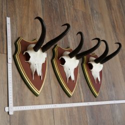 Cuernos de gamuza, 3 piezas, macho de gamuza SL 21,4 cm, cuernos de gamuza sobre placa de trofeo de MADERA DE PINO CIBELO 47.278