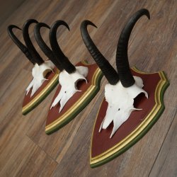 Cuernos de gamuza, 3 piezas, macho de gamuza SL 21,4 cm, cuernos de gamuza sobre placa de trofeo de MADERA DE PINO CIBELO 47.278