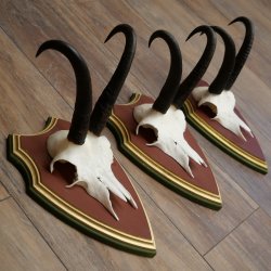 Cuernos de gamuza, 3 piezas, macho de gamuza SL 21,4 cm, cuernos de gamuza sobre placa de trofeo de MADERA DE PINO CIBELO 47.278