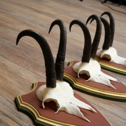 Cuernos de gamuza, 3 piezas, macho de gamuza SL 21,4 cm, cuernos de gamuza sobre placa de trofeo de MADERA DE PINO CIBELO 47.278