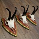 Bois de chamois 3 pièces Chamois mâle SL 21,4 cm Bois de chamois sur plaque en bois de pin cembro 47.278