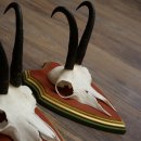 Bois de chamois 3 pièces Chamois mâle SL 21,4 cm Bois de chamois sur plaque en bois de pin cembro 47.278