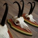 Bois de chamois 3 pièces Chamois mâle SL 21,4 cm Bois de chamois sur plaque en bois de pin cembro 47.278