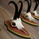 Bois de chamois 3 pièces Chamois mâle SL 21,4 cm Bois de chamois sur plaque en bois de pin cembro 47.278