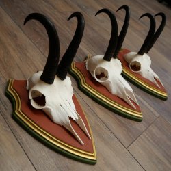 Bois de chamois 3 pièces Chamois mâle SL 21,4 cm Bois de chamois sur plaque en bois de pin cembro 47.278