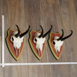 Bois de chamois 3 pièces Chamois mâle SL 21,4 cm Bois de chamois sur plaque en bois de pin cembro 47.278